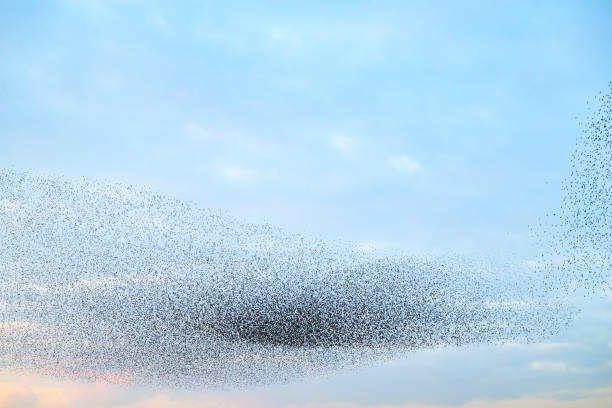 istock Starling murmuration during sunset at the end of the day 2186761166