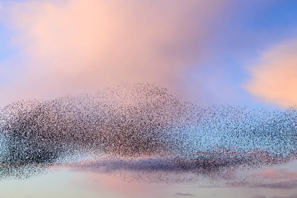 istock Starling murmuration during sunset at the end of the day 2186761199