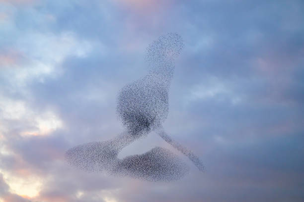 istock Starling murmuration during sunset at the end of the day 2186761217