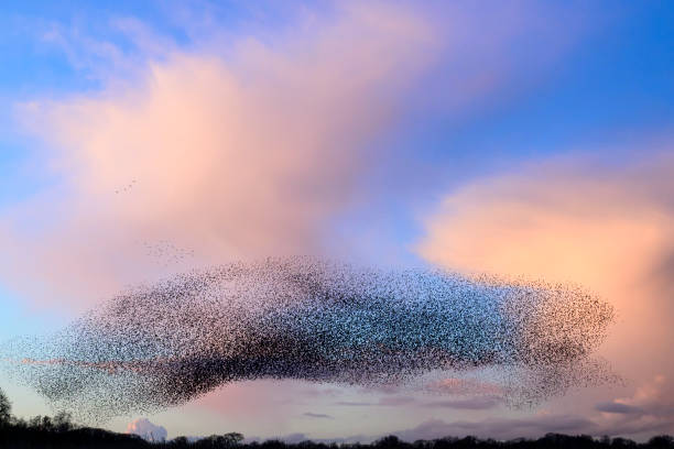 istock Starling murmuration during sunset at the end of the day 2186761268