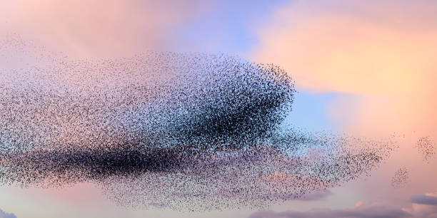 istock Starling murmuration during sunset at the end of the day 2186761299
