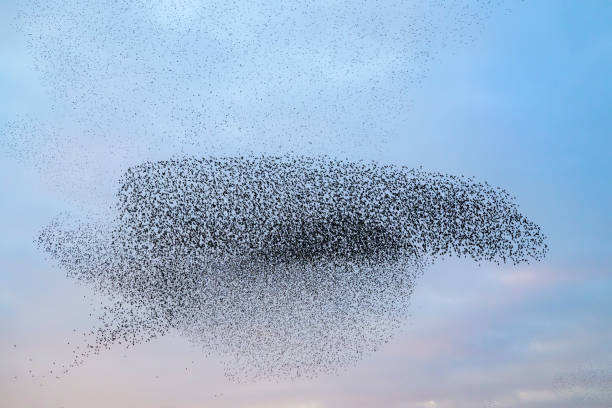 istock Starling murmuration during sunset at the end of the day 2186761348