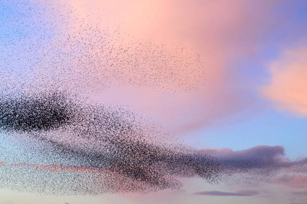 istock Starling murmuration during sunset at the end of the day 2186761363