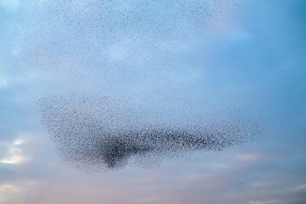 istock Starling murmuration during sunset at the end of the day 2186761460