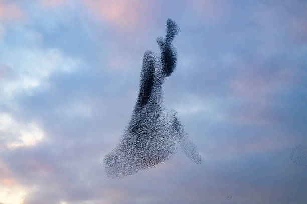 istock Starling murmuration during sunset at the end of the day 2186761578