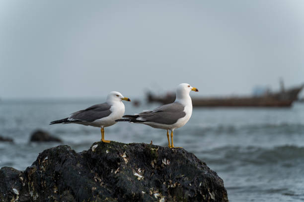 Close-up of two seagulls standing on the rocks, Photo taken in Dalian, China.
