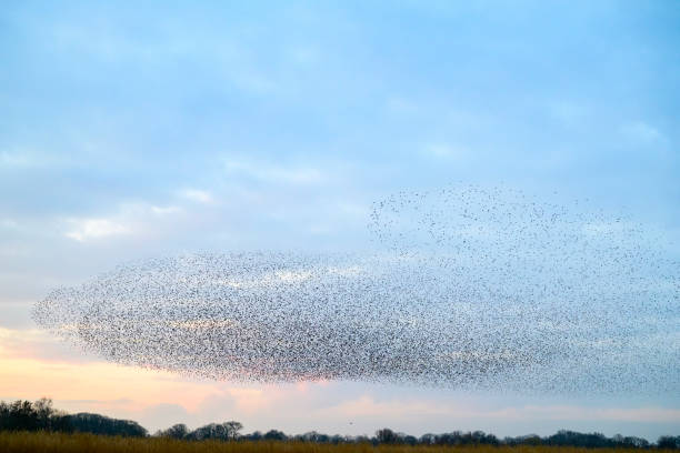 istock Starling murmuration during sunset at the end of the day 2186761649