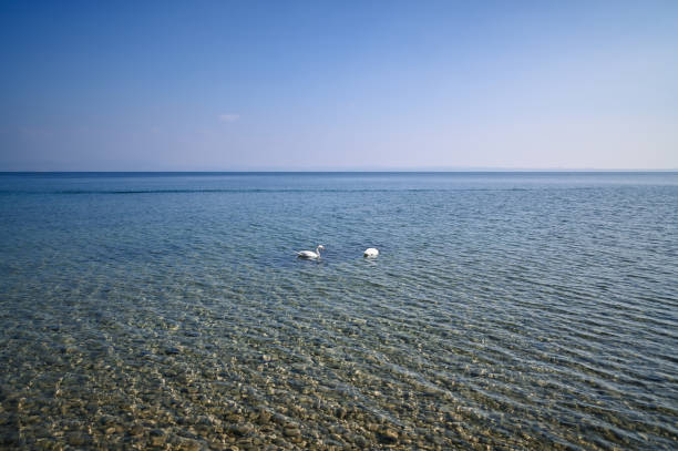 istock Swan on lake Garda 2186763388