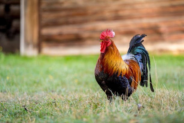 istock Red Rooster in a Rural Meadow 2186764227