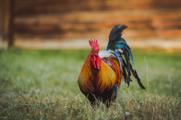 istock Red Rooster in a Rural Meadow 2186764232