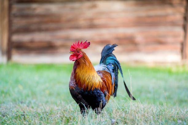istock Red Rooster in a Rural Meadow 2186764237