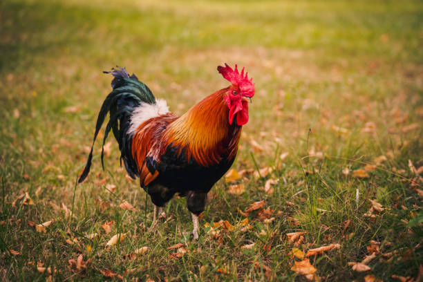 Photograph of a vibrant red rooster standing on green grass, representing traditional farming in a rural summer setting.