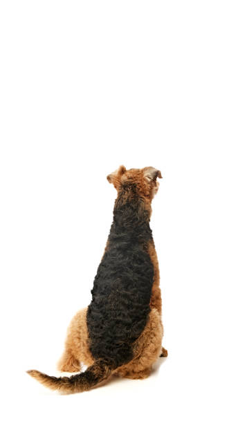 istock Curious Airedale Terrier sits on its hind legs, looking up with hopeful expression, as if waiting for treat against white studio background. 2186765283