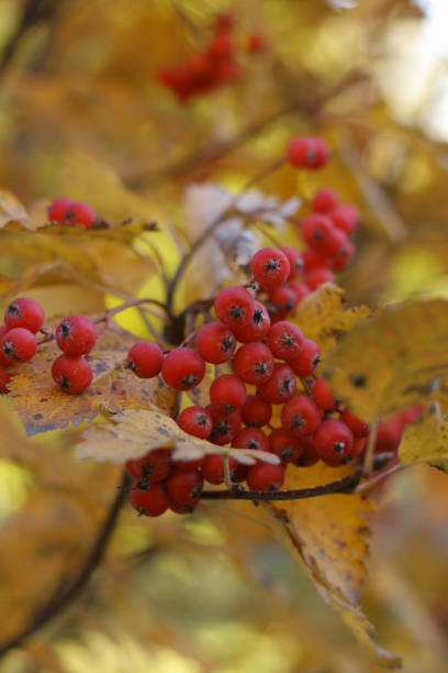 istock a bunch of berries that are on a tree 2186766105