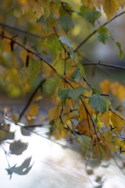 istock a tree with yellow and green leaves that has the word autumn on it. 2186766144