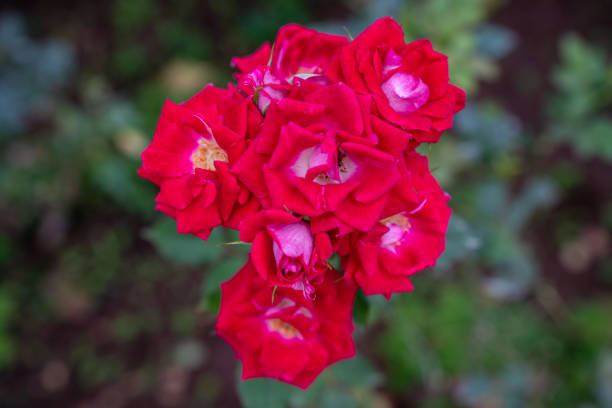 Red roses in rose garden. red roses bloom part eleven