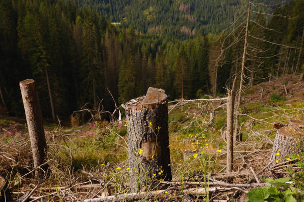 Tree trunk cut down in a deforested forest on sunny day at morning