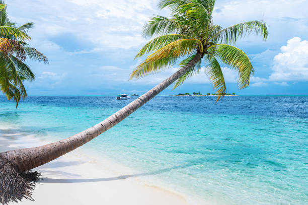 istock Coconut palm tree and beautiful turquoise sea on tropical paradise beach 2186768113