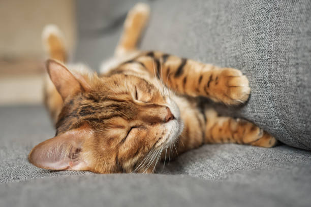 istock An adorable Bengal cat sleeps on a gray sofa 2186768827