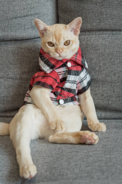 istock Burmese kitten in a checkered shirt resting on the sofa at home. 2186768832