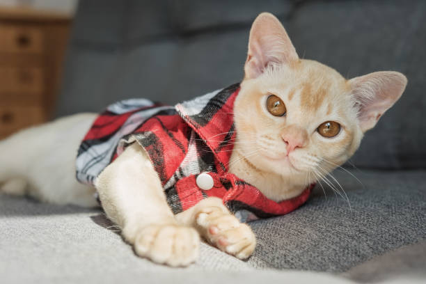 istock Burmese kitten in a checkered shirt resting on the sofa at home. 2186768843