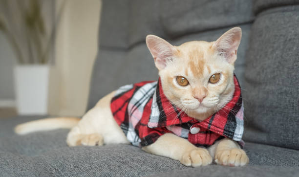 istock Burmese kitten in a checkered shirt resting on the sofa at home. 2186768849