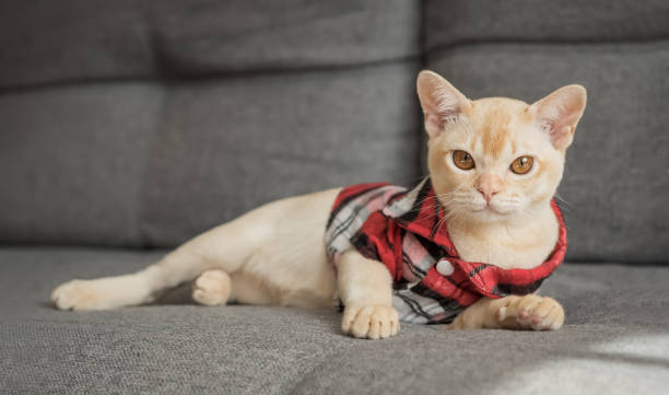 istock Burmese kitten in a checkered shirt resting on the sofa at home. 2186768868