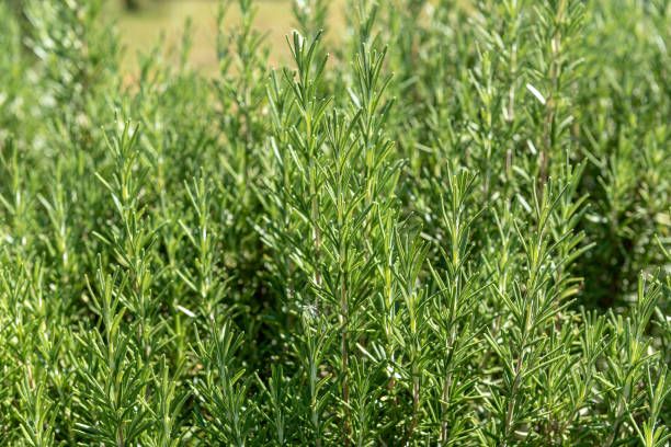 istock Rosemary bush in the garden 2186768917