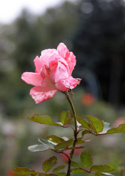 autumn flowers with raindrops