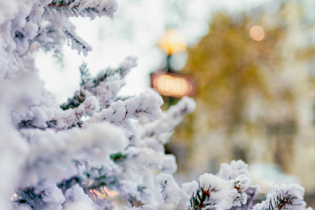 istock Snow-covered fir tree in Paris 2186769968
