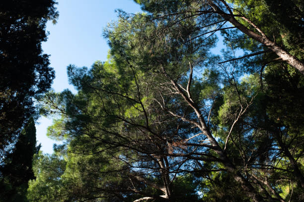 A breathtaking view of tall trees forming a dense canopy against a bright blue sky. The scene captures the beauty of a lush, green forest bathed in sunlight. High quality photography