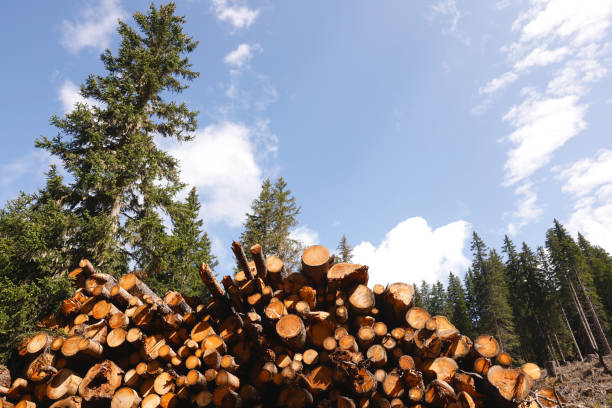 A pile of beautiful wood cut into big blocks stacked on the ground for firewood in the middle of a forest with a blue sky and white clouds