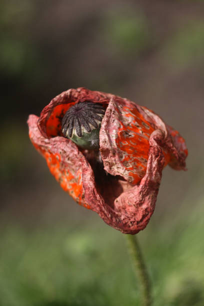 beautiful poppy and seed pods