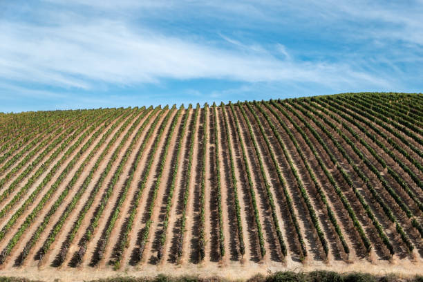 istock Rural landscape with vineyards 2186774167