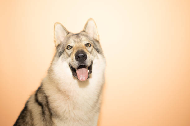 istock Portrait of a Happy Dog Against a Solid Colored Background 2186777143