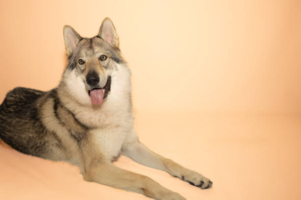 istock Portrait of a Happy Dog Against a Solid Colored Background 2186777175