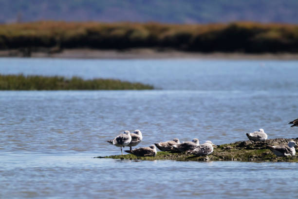 istock Seagulls in Portugal 2186778336