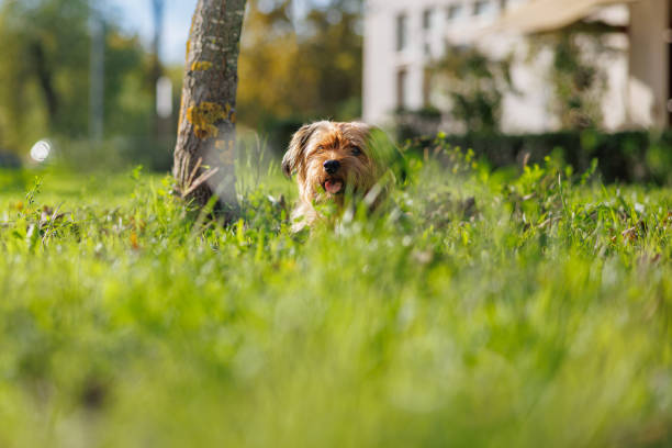 Small hairy mixed breed dog lying in the green grass in public park with tongue sticking out