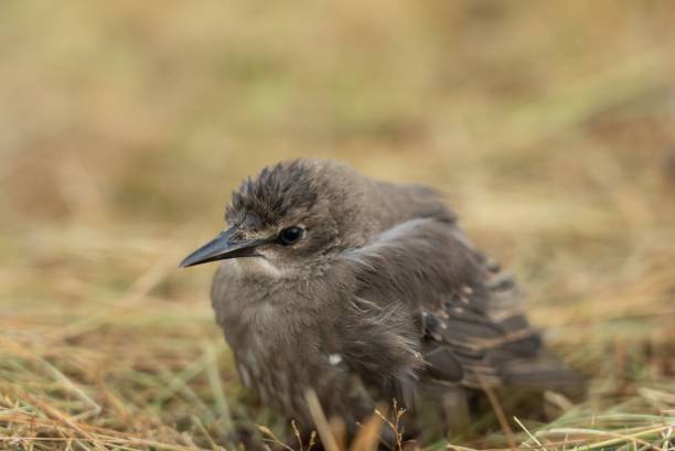 istock Close-up of a small brown bird on dry grass 2186778975