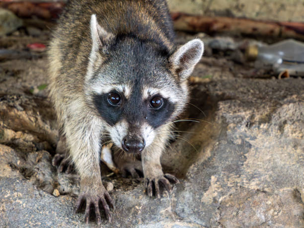 istock wild raccoon in yucatan mexico 2186779411