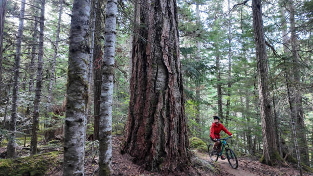 Young woman mountain bikes through old growth forest