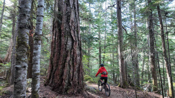 istock Young woman mountain bikes through old growth forest 2186779894