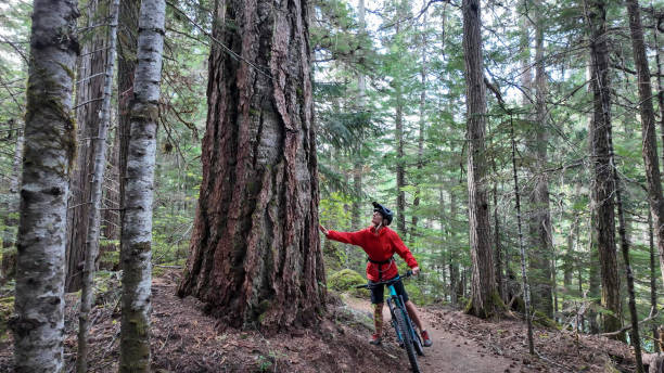istock Young woman mountain biker touches tree in old growth forest 2186779898