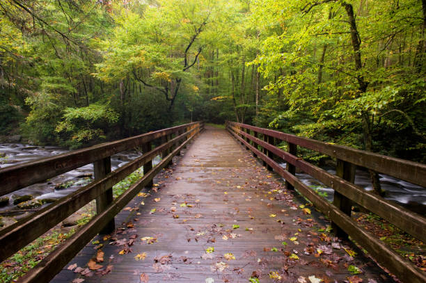 Fog in Great Smoky Mountains