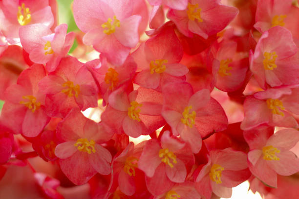 Close up. Blossom begonia in full of screen.