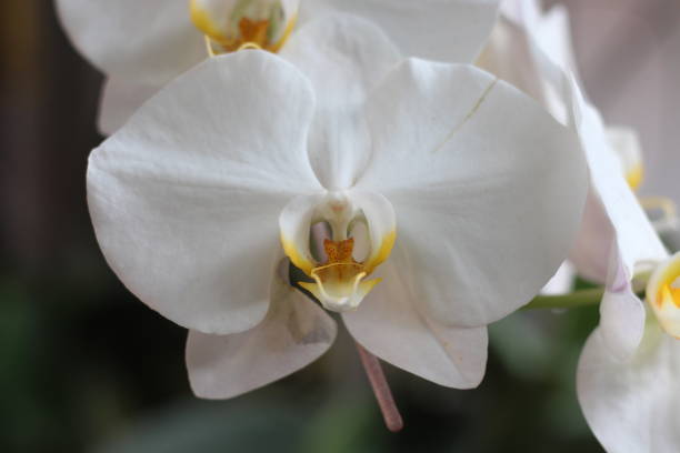 istock The phalaenopsis amabilis flower 2186782179