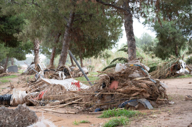 Forest area devastated by a natural disaster in Valencia