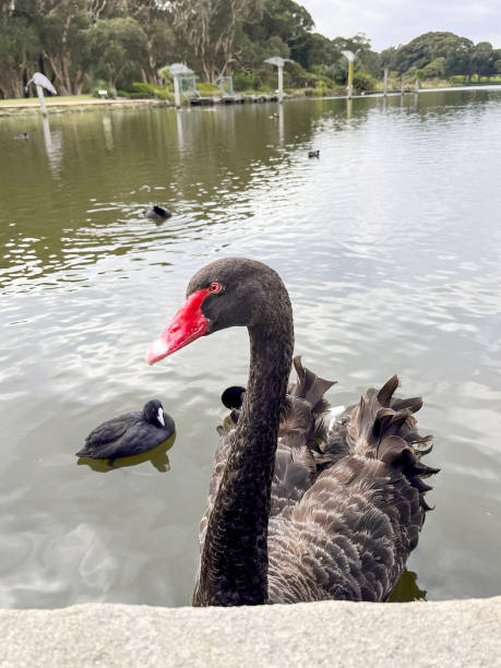 Black swan on Sydney lake