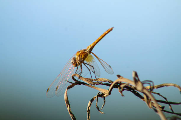 istock Dragonfly on dry plant in nature. Selective focus. 2186784016