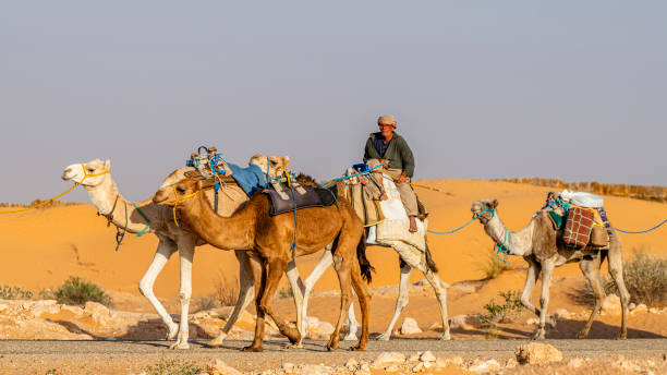 Douz, Kebili Governorate, Tunisia - November 08, 2024: Bedouin caravan in the Sahara.